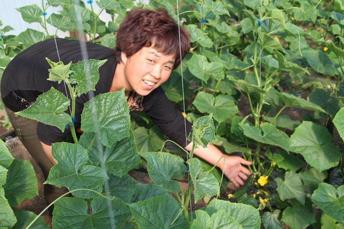 董艳秀家黄瓜上市供不应求(图1)