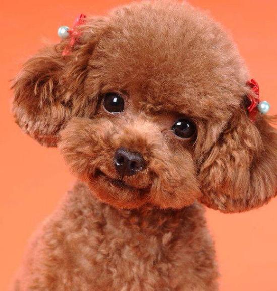 泰迪犬可以喝酸奶吗?(图2) 泰迪犬可以喝酸奶吗?(图2)