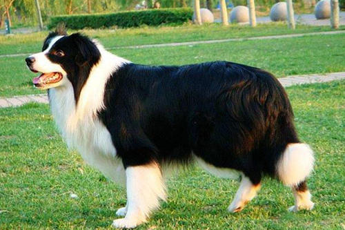 边境牧羊犬多大的时候可以吃肉?(图1) 边境牧羊犬多大的时候可以吃肉?(图1)