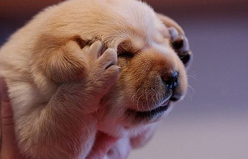 狗狗特别护食怎么办?(图1) 狗狗特别护食怎么办?