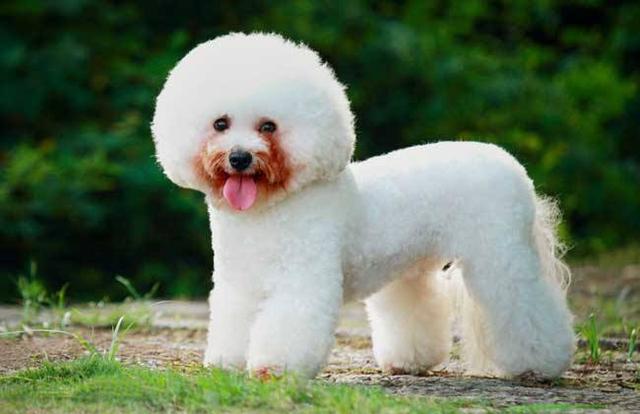 纯种比熊犬和串串比熊犬,谁更好养?(图1) 纯种比熊犬和串串比熊犬,谁更好养?(图1)