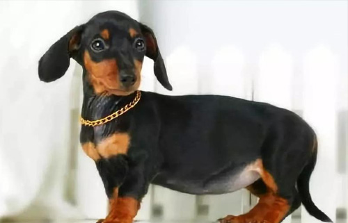 腊肠犬好养吗,需要注意什么?(图1) 腊肠犬好养吗,需要注意什么?