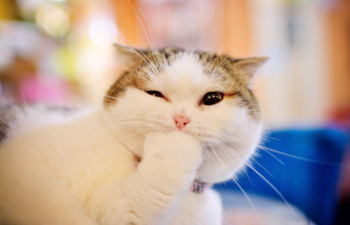 一般情况猫咪能陪我们多久?铲屎官需要注意哪些问题?(图2) 一般情况猫咪能陪我们多久?铲屎官需要注意哪些问题?