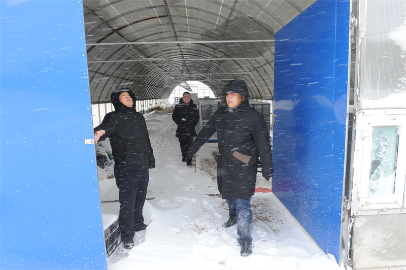 前进农场有限公司巡查指导防雪除患指导农业安全生产(图1)