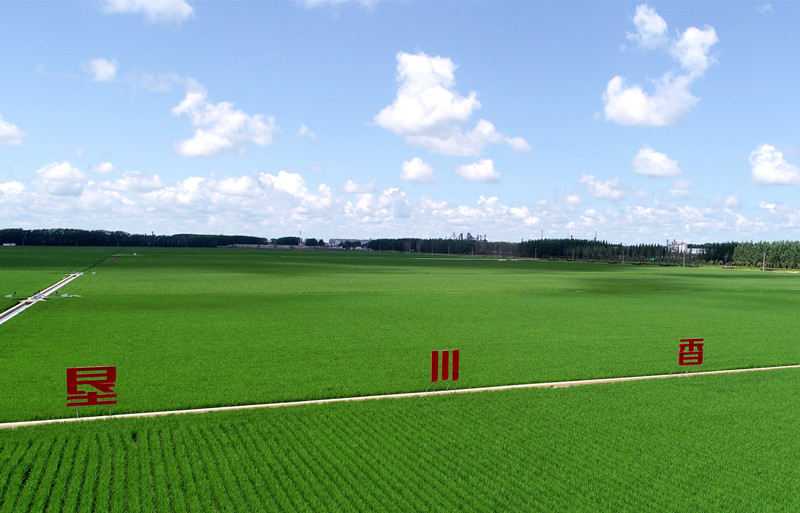 2.“垦川香”优质水稻种植基地(摄影 付永新）_副本.jpg
