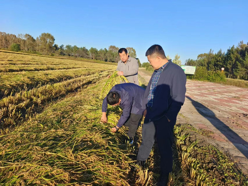 前进农场有限公司全面掀起水稻割晒热潮(图2)