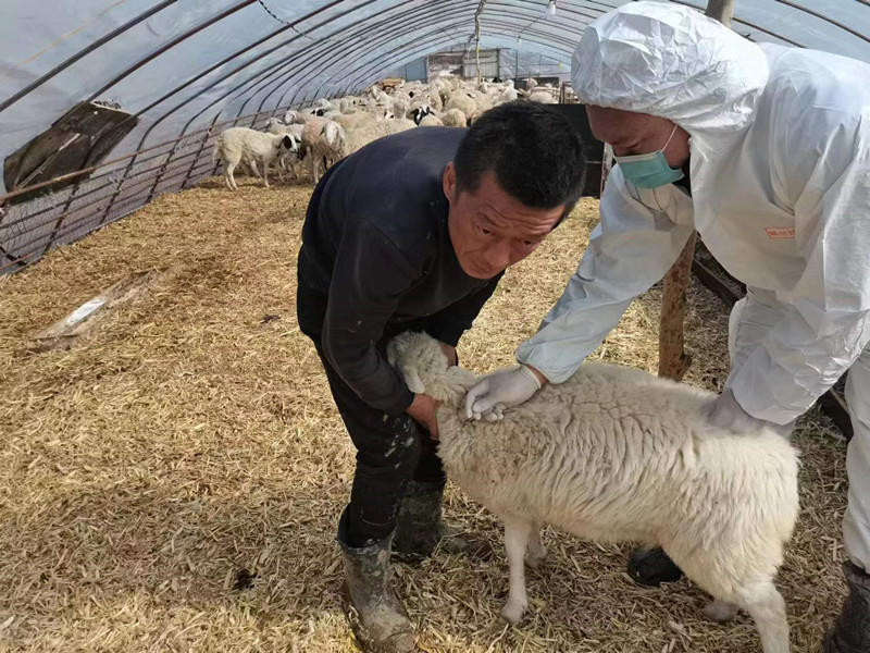 前进农场有限公司抓好春季动物防疫  筑牢畜牧免疫屏障(图3)