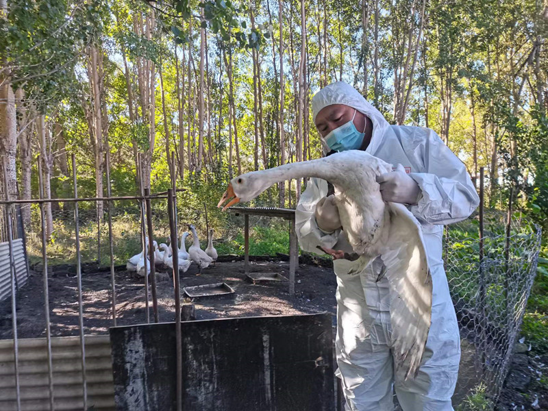 前进农场有限公司扎实开展秋季动物防疫工作筑牢群众财产“防护网”(图3)