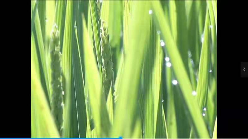 红卫农场 说节气 谷雨节气(图1)