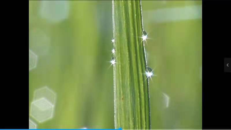 红卫农场 说节气 谷雨节气(图2)