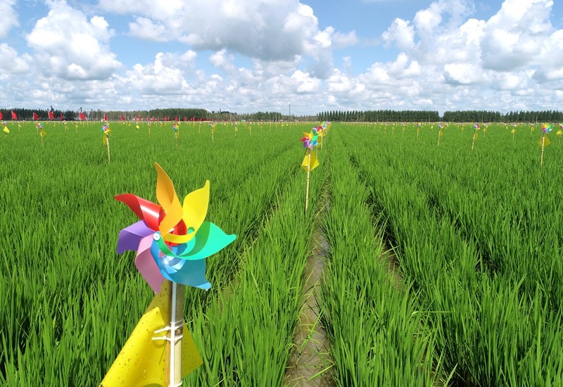 千余风车扮靓稻田 前进农场有限公司新增网红打卡地(图1)