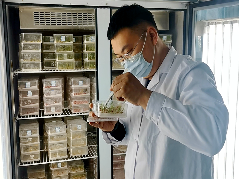 种子发芽试验图片1.png