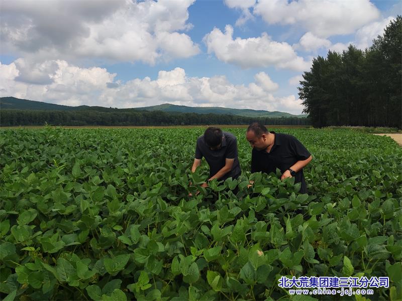勤得利农场有限公司黑黄豆种植积累订单生产经验(图2)