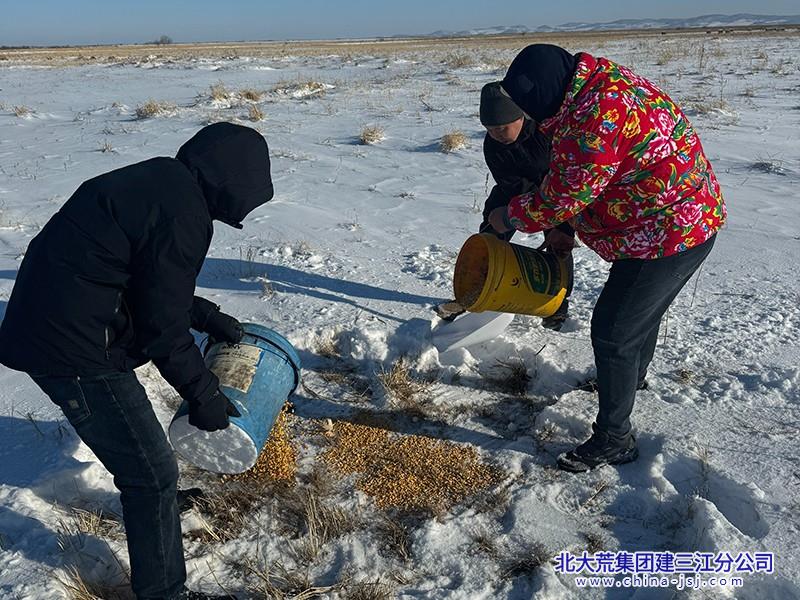 挠力河保护区七星管理站 开展人工投食护候鸟过冬(图1)