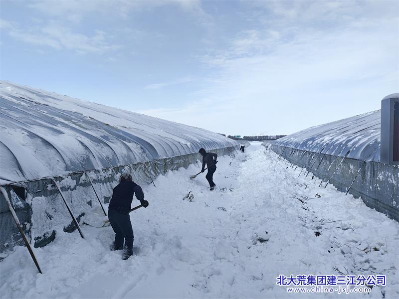 七星农场有限公司有效应对极端天气确保安全“度雪”(图1)