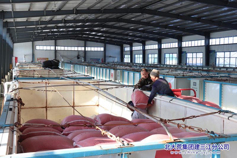 八五九农场有限公司水稻种子穿“红衣” 入箱忙(图1)