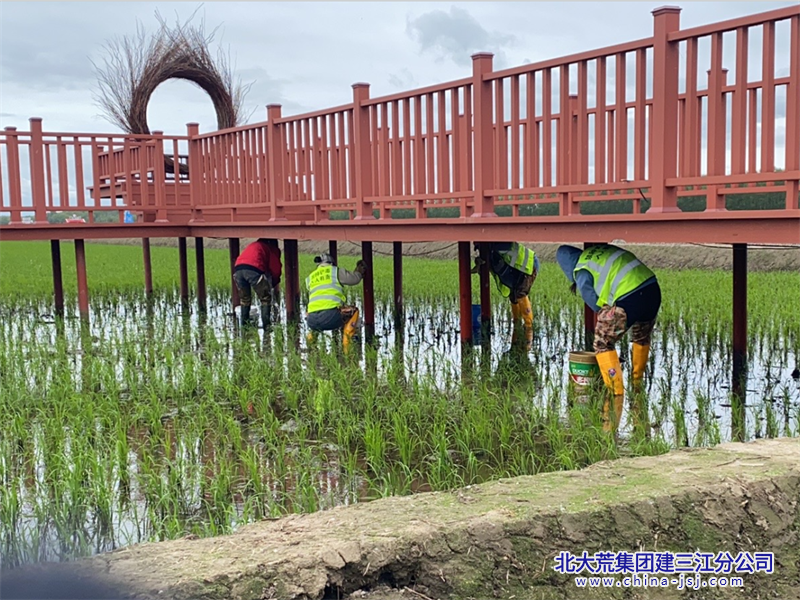 洪河农场有限公司强化夏季辖区保洁 助力打造顶级“农业文旅之乡”(图3)