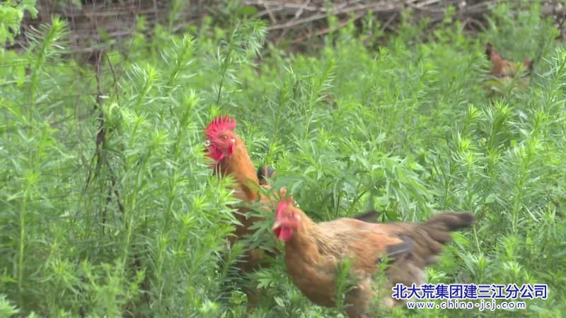 胜利农场有限公司特色养殖带动职工拓展致富路(图1)