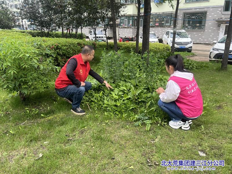 七星农场有限公司社区开展禁毒铲毒踏查活动(图2)