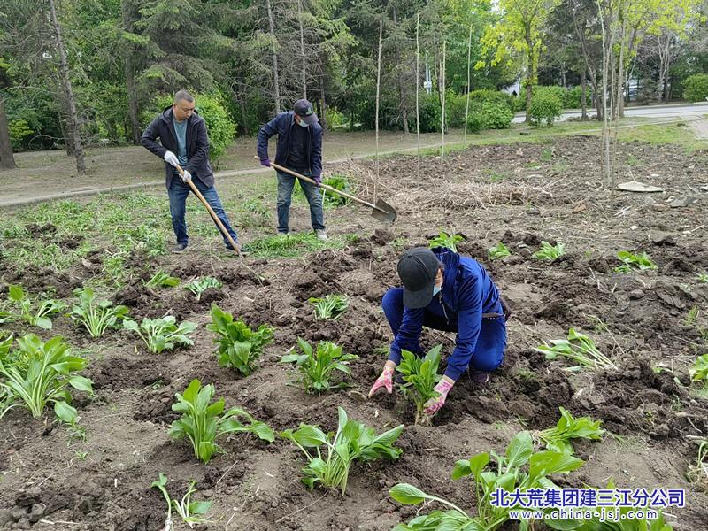 七星农场有限公司社区开展“种花植绿”志愿服务活动(图2)