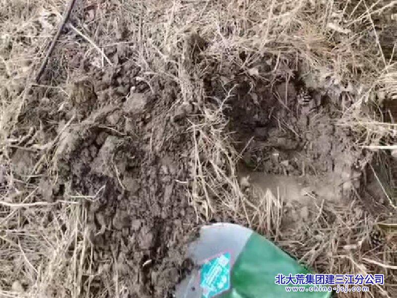 七星农场有限公司开展春季病虫害防治行动 守护绿色长廊(图1)