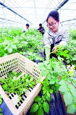 苏州张家港:蔬菜直供(图)(图1) 苏州张家港:蔬菜直供(图)(图1)