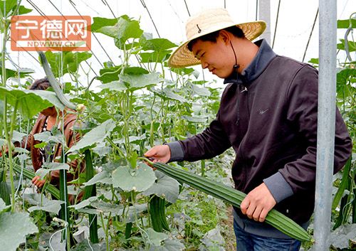 福建赤溪:反季节蔬菜生产示范基地高产(图)(图1) 福建赤溪:反季节蔬菜生产示范基地高产(图)(图1)