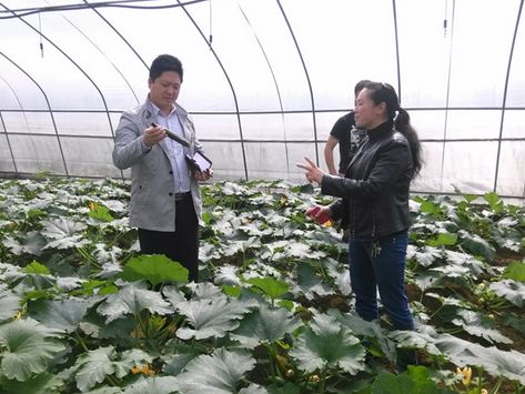 贵州织金:大棚蔬菜初具规模(图)(图1) 贵州织金:大棚蔬菜初具规模(图)(图1)