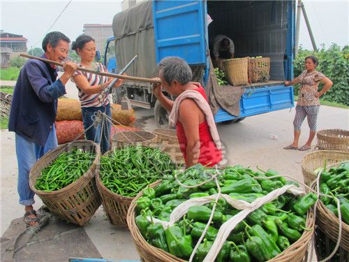 早春蔬菜滞销 政府搭手应对(图)(图1) 早春蔬菜滞销 政府搭手应对(图)(图1)