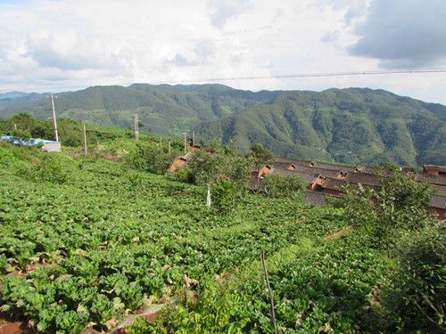 云南省大姚县发展高山生态反季白菜(图1) 云南省大姚县发展高山生态反季白菜(图1)