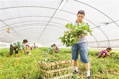 邓国伟:蔬菜供应分秒必争(图)(图1) 邓国伟:蔬菜供应分秒必争(图)(图1)