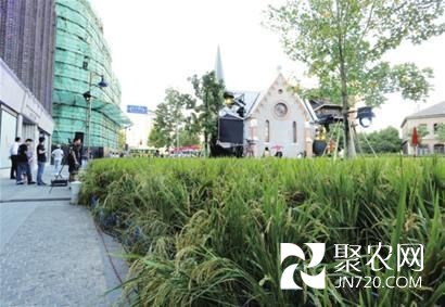 外滩源“水稻田”商业秀惹争议(图1) 外滩源“水稻田”商业秀惹争议(图1)