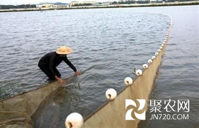 河南洛阳市孟津县养殖大闸蟹喜获成功(图1) 河南洛阳市孟津县养殖大闸蟹喜获成功(图1)