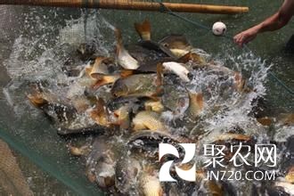 山东东阿县利用黄河水打造水中“黄金链条”(图1) 山东东阿县利用黄河水打造水中“黄金链条”(图1)