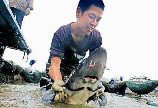 湖北宜昌:三峡库区生态养殖鲟鱼“成熟”(图)(图1) 湖北宜昌:三峡库区生态养殖鲟鱼“成熟”(图)(图1)