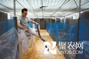 昆明“蛇场”仅两家合格 蛇肉600元/公斤(图1) 昆明“蛇场”仅两家合格 蛇肉600元/公斤(图1)