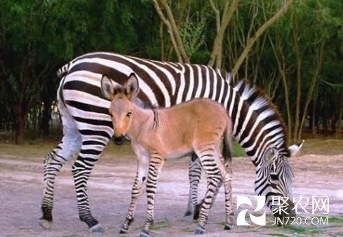 墨西哥动物园斑马与驴交配产下罕见“斑驴宝宝”(图1) 墨西哥动物园斑马与驴交配产下罕见