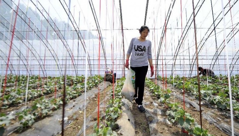 长春市:温室大棚里的“引凤还巢”之乐(图)(图1) 长春市:温室大棚里的“引凤还巢”之乐(图)(图1)
