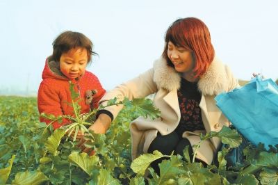 河南滑县“萝卜哥”又丰收(图1) 河南滑县“萝卜哥”又丰收(图1)