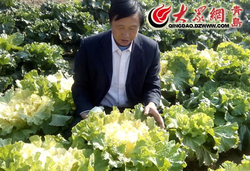 胶州大白菜有望成盆景 新品种培育成功(图1) 胶州大白菜有望成盆景 新品种培育成功(图1)