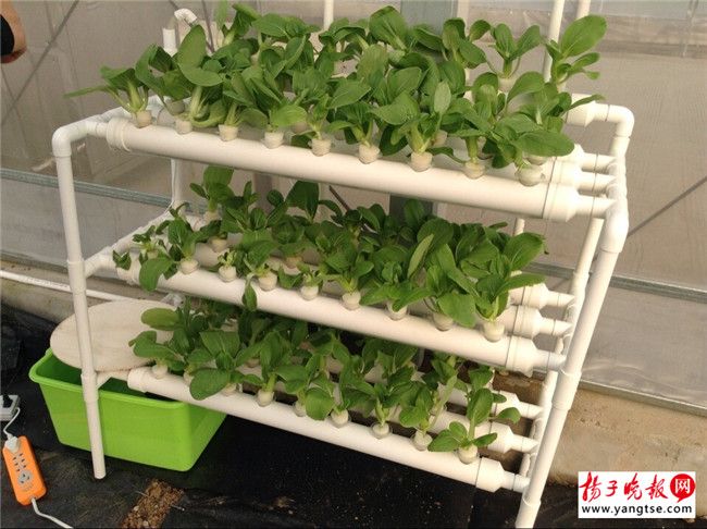 江苏:四季都能种“水生蔬菜”明年上市(图1) 江苏:四季都能种“水生蔬菜”明年上市(图1)