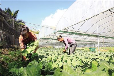 海南:高山蔬菜 供不应求(图1) 海南:高山蔬菜 供不应求(图1)