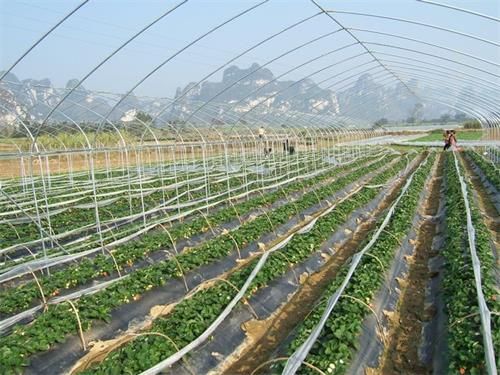 广西宜州市“菜篮子”工程蔬菜基地建设如火如荼(图1) 广西宜州市“菜篮子”工程蔬菜基地建设如火如荼(图1)