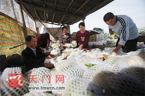 天门:全力助推花椰菜产业化发展(图1) 天门:全力助推花椰菜产业化发展(图1)