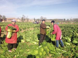 天津市武清区2.6万亩优质大白菜喜获丰收(图1) 天津市武清区2.6万亩优质大白菜喜获丰收(图1)