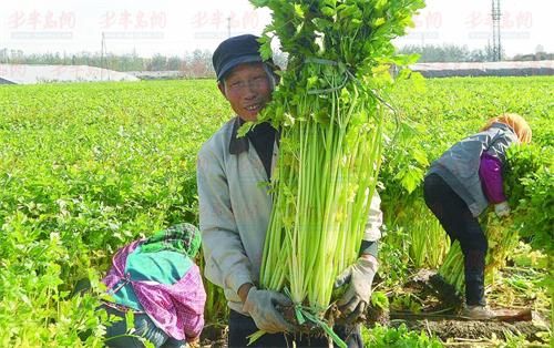 山东马家沟芹菜开始收获 今年每亩地增产20%以上(图1) 山东马家沟芹菜开始收获 今年每亩地增产20%以上(图1)