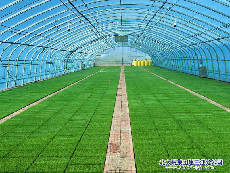 前进农场有限公司暗室秧苗驶入秧田管理“快车道”(图1)