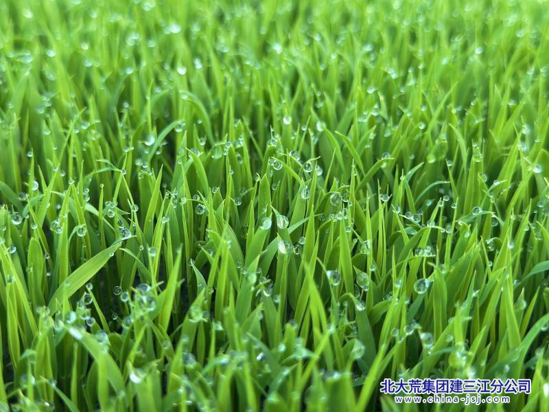 前进农场有限公司暗室秧苗驶入秧田管理“快车道”(图2)