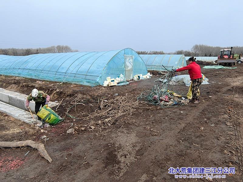 七星农场有限公司棚区环境整治再发力 生产基地焕新颜(图1)