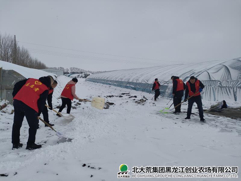 第一管理区支农服务队开展“清雪护棚”行动
                            (图1)